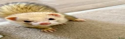 Ferret rodents for sale: Two brother ferrets for sale - Advert 9