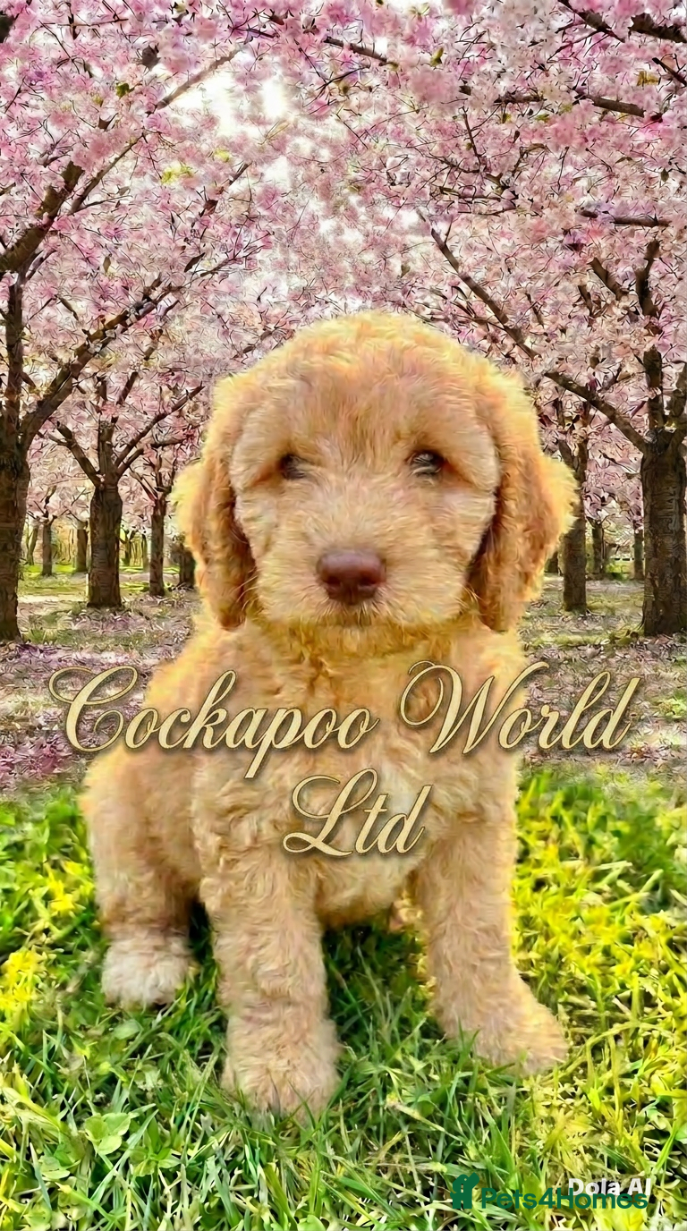 Cockapoo dogs ❤️ DNA TESTED, Last boy Cockapoo pup, Ready Now  - Advert 17