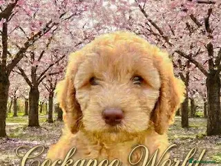 Cockapoo dogs ❤️ DNA TESTED, Last boy Cockapoo pup, Ready Now - Advert 17