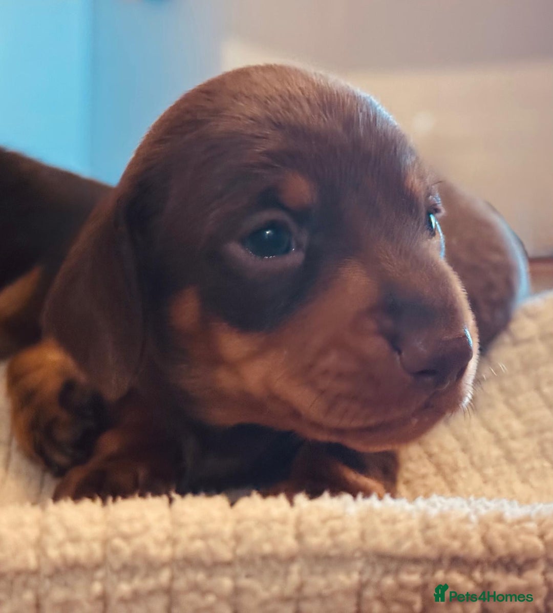 Miniature Dachshund dogs for sale: KC Reg, Health tested, miniature Dachsund Puppies - Image 6