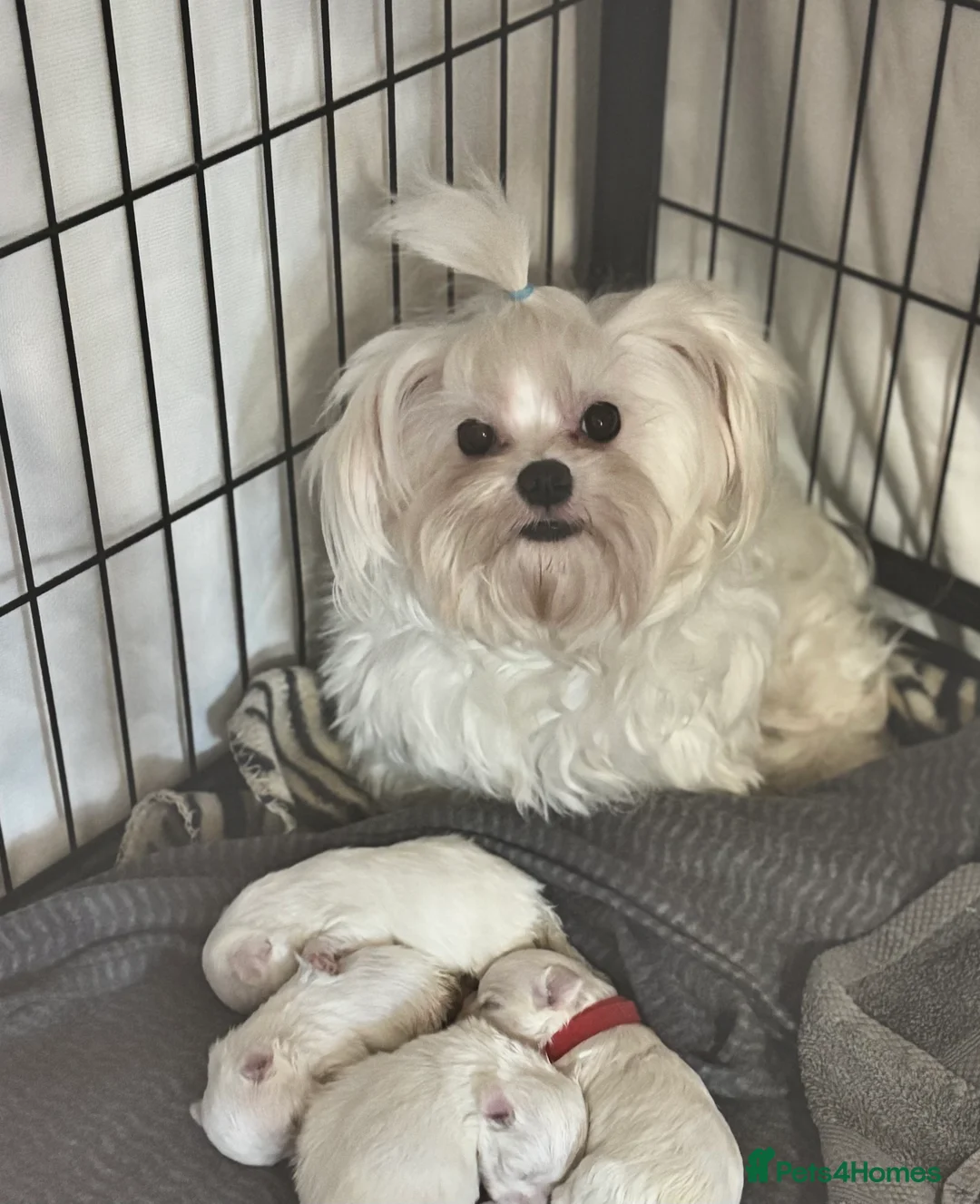 Maltese dogs for sale: stunning Korean Maltese puppies - Advert 1