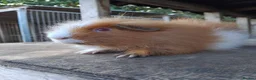 Guinea Pig rodents for sale: Retired Swiss Sows - Advert 8