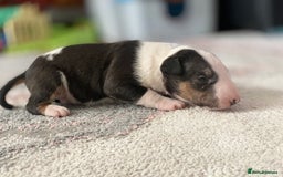 English Bull Terrier dogs for sale: English bull terrier puppy’s  - Image 14