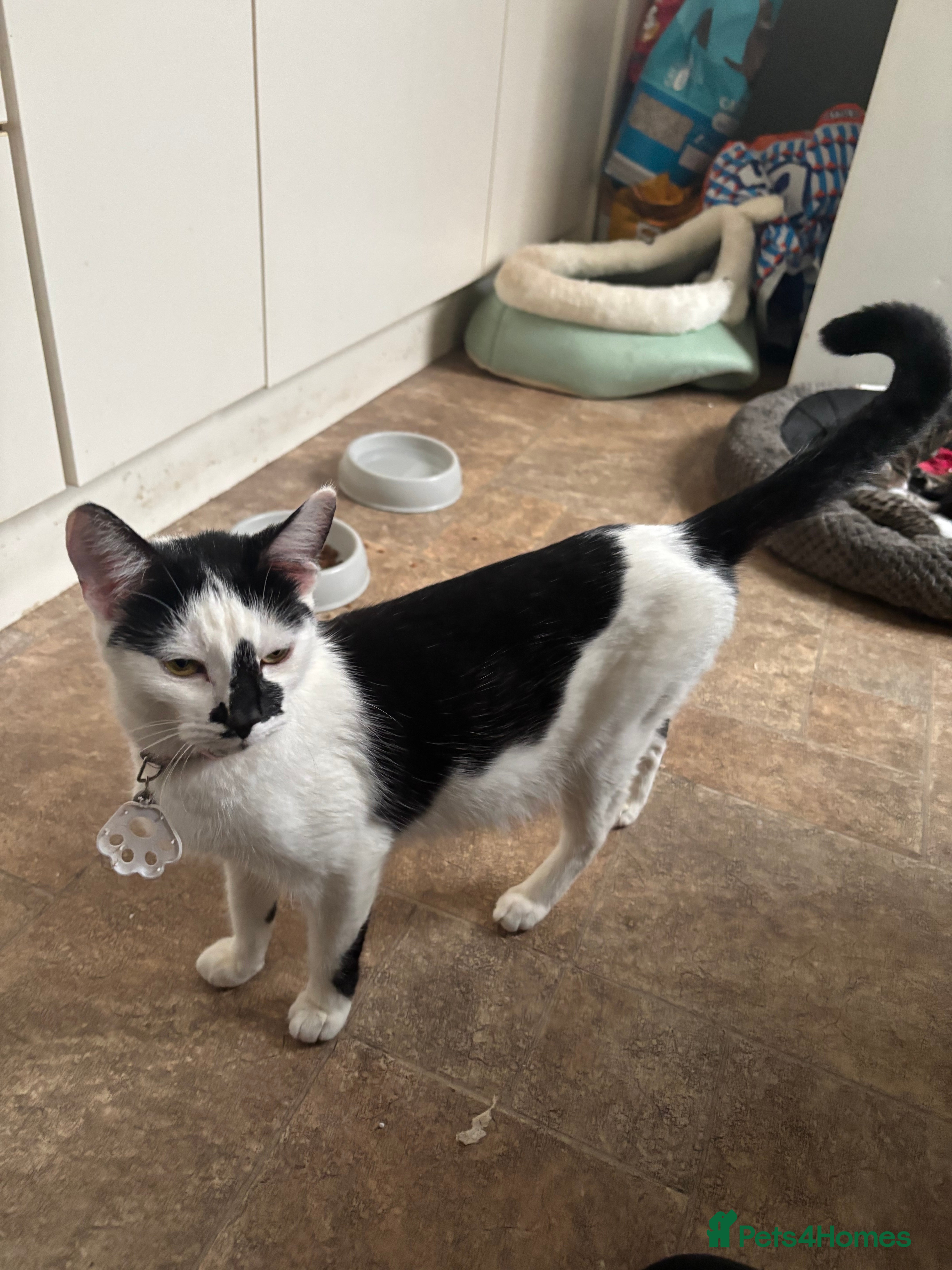 Mixed Breed cats Six Beautiful Kittens For Sale - Advert 1