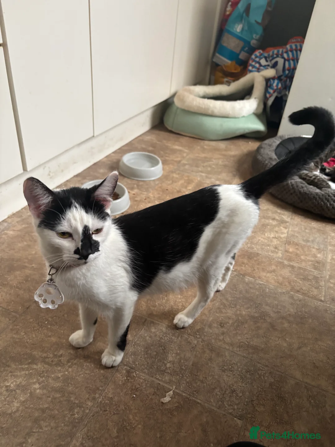 Mixed Breed cats for sale: Six Beautiful Kittens For Sale - Advert 1