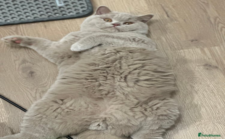 British Shorthair cats - Advert 3