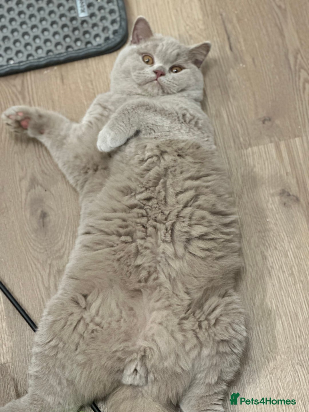 British Shorthair cats for sale: Exc   champion line - Advert 5