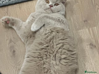 British Shorthair cats Exc champion line - Advert 12