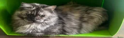 Maine Coon cats for sale: Adult Maine Coon Female – 4 years old  - Advert 3