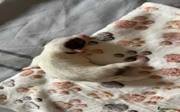 Jack Russell dogs for sale: Jack russell puppies  - Image 10