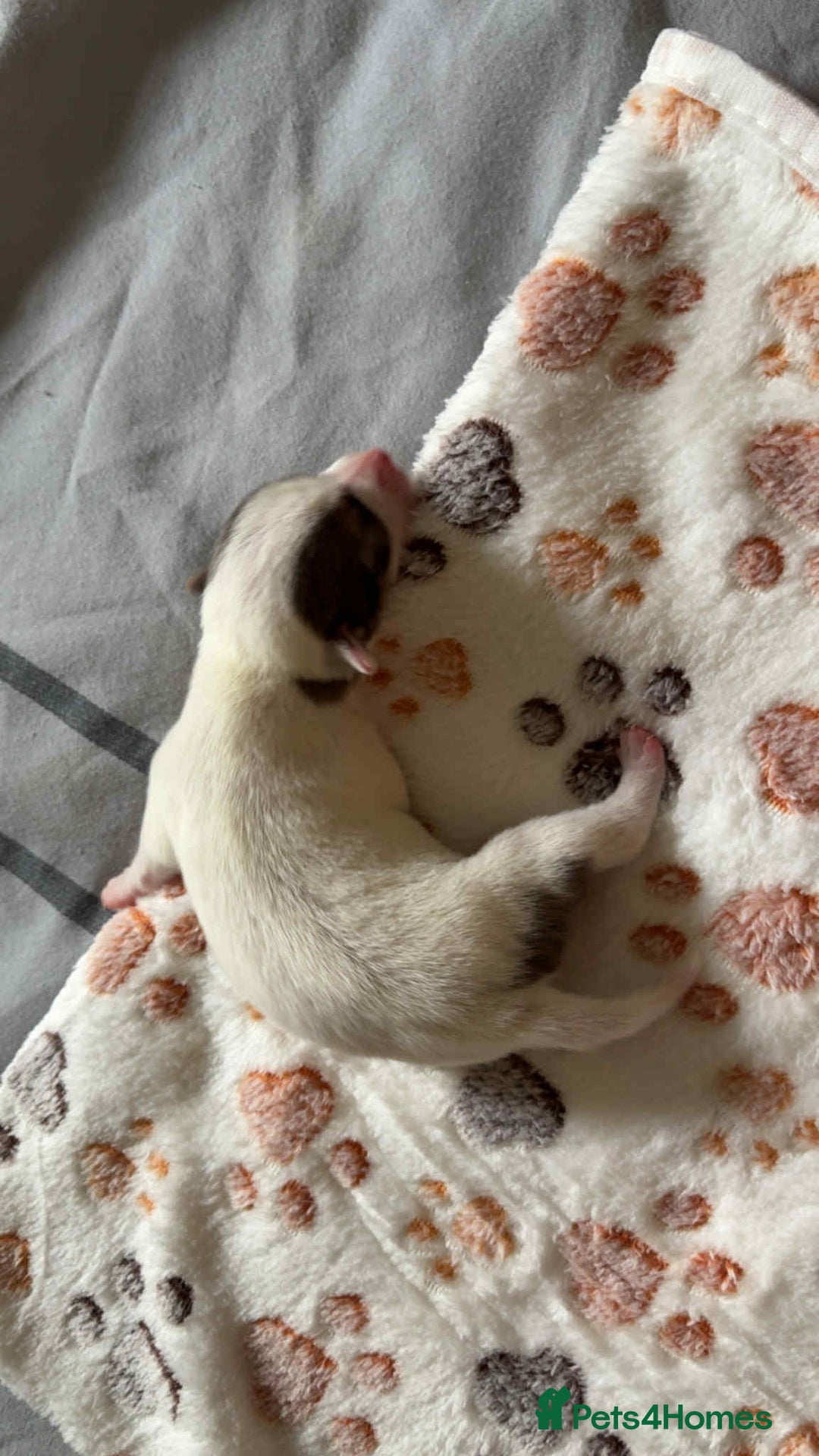Jack Russell dogs for sale: Jack russell puppies  - Image 10