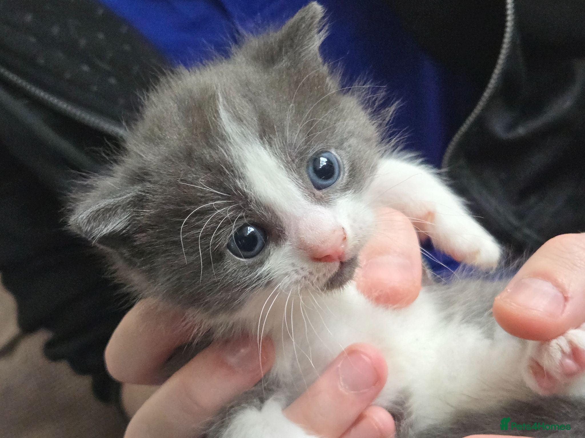 Mixed Breed cats Beautiful Blue/grey & white boys - Advert 1