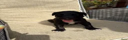 Lurcher dogs for sale: Fabulous lurcher pups  - Advert 14