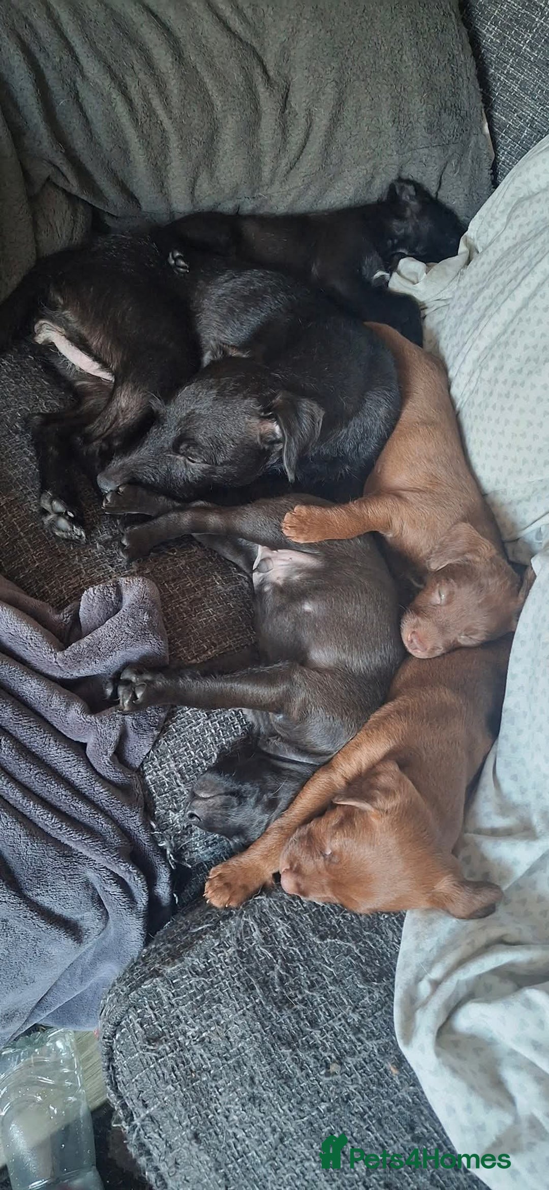 Patterdale Terrier dogs for sale: Working patterdale terrier pups  - Image 3