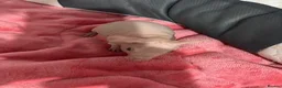 Guinea Pig rodents for sale: Male and female skinny pigs £250 per pair  in Glasgow - Advert 4
