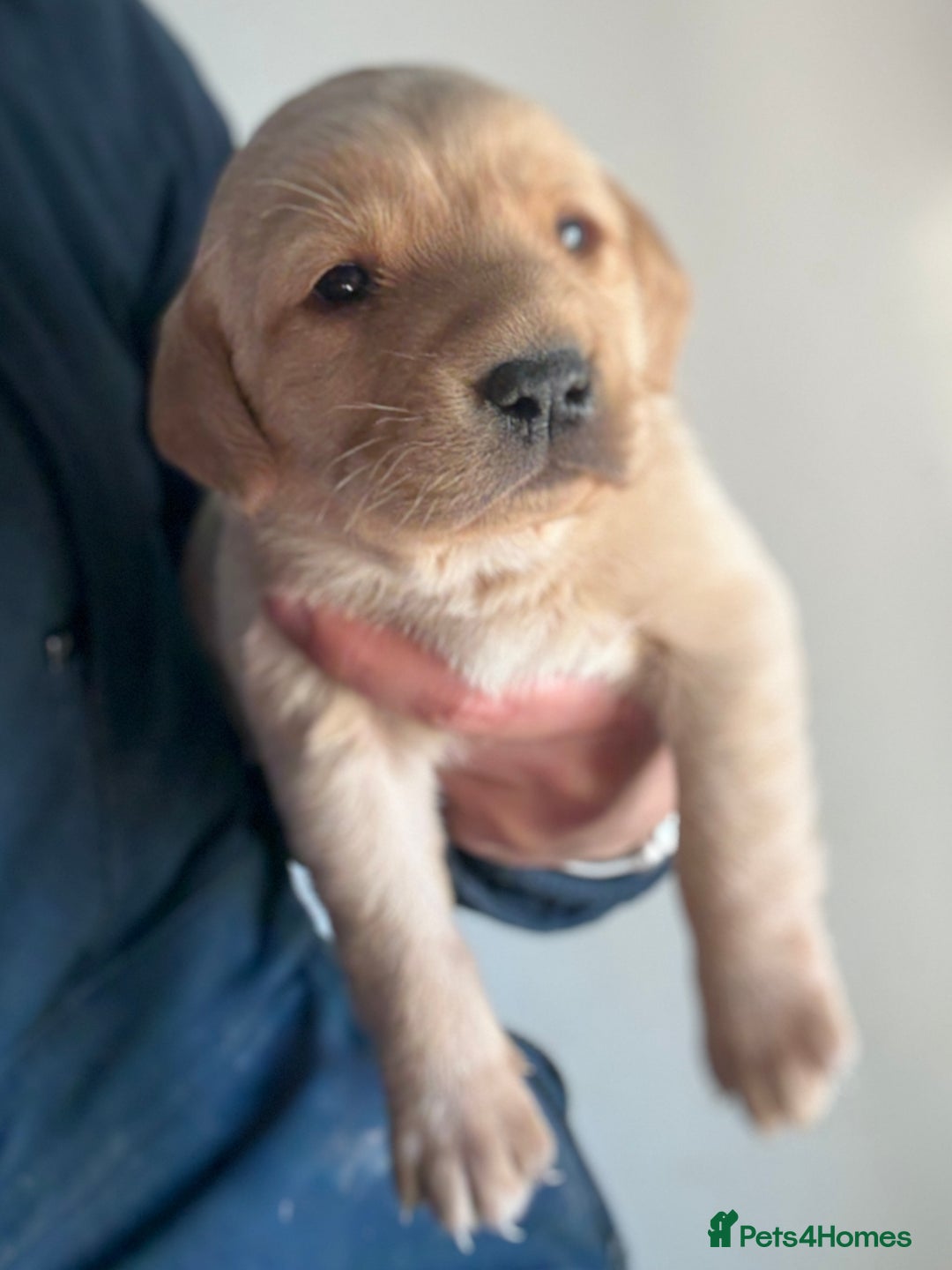 Labrador Retriever dogs for sale: Gorgeous KC Labrador puppies  - Image 11