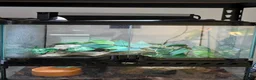 Gecko reptiles for sale: Chinese Cave Gecko and Exo Terra enclosure - Advert 2