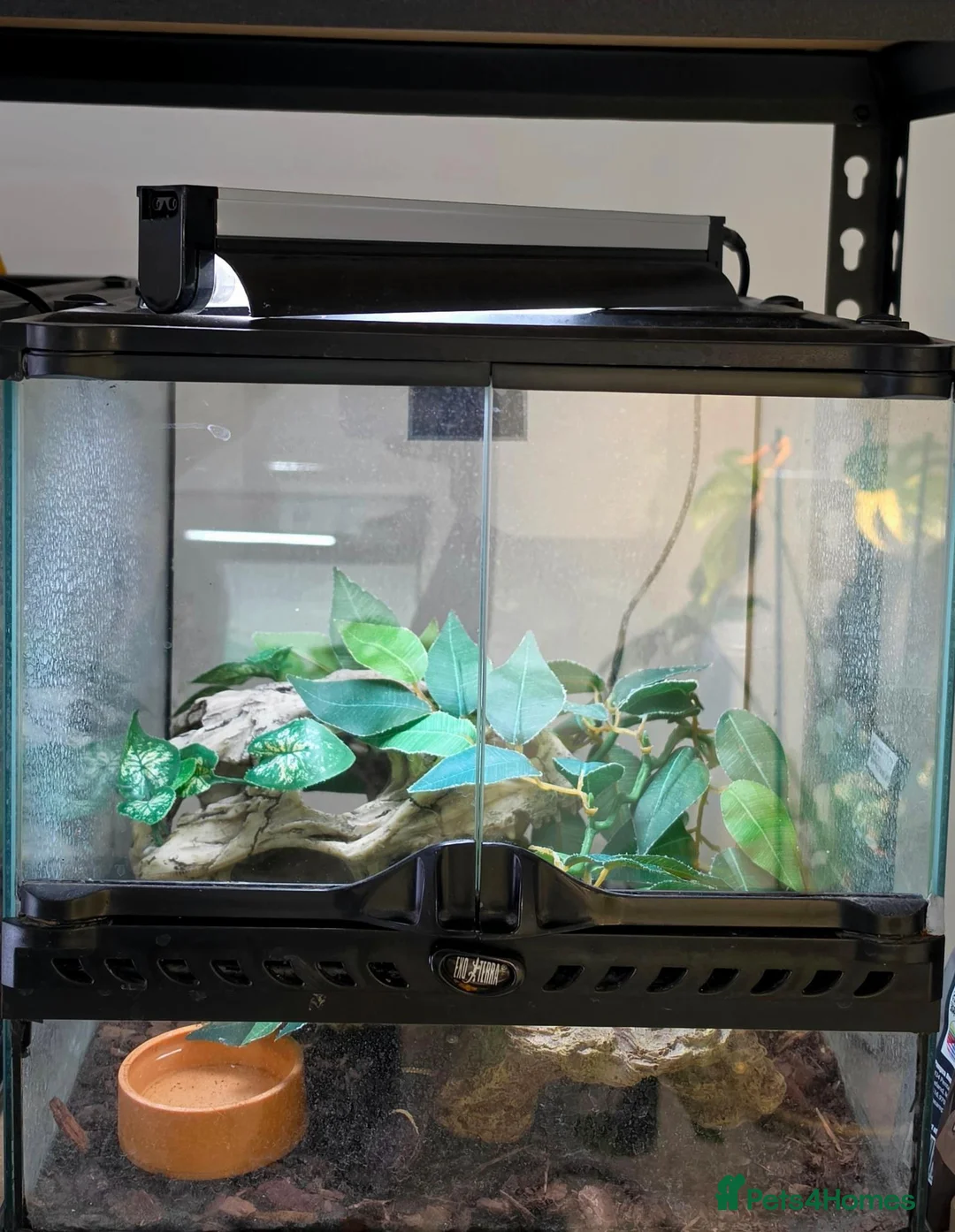 Gecko reptiles for sale: Chinese Cave Gecko and Exo Terra enclosure - Advert 2
