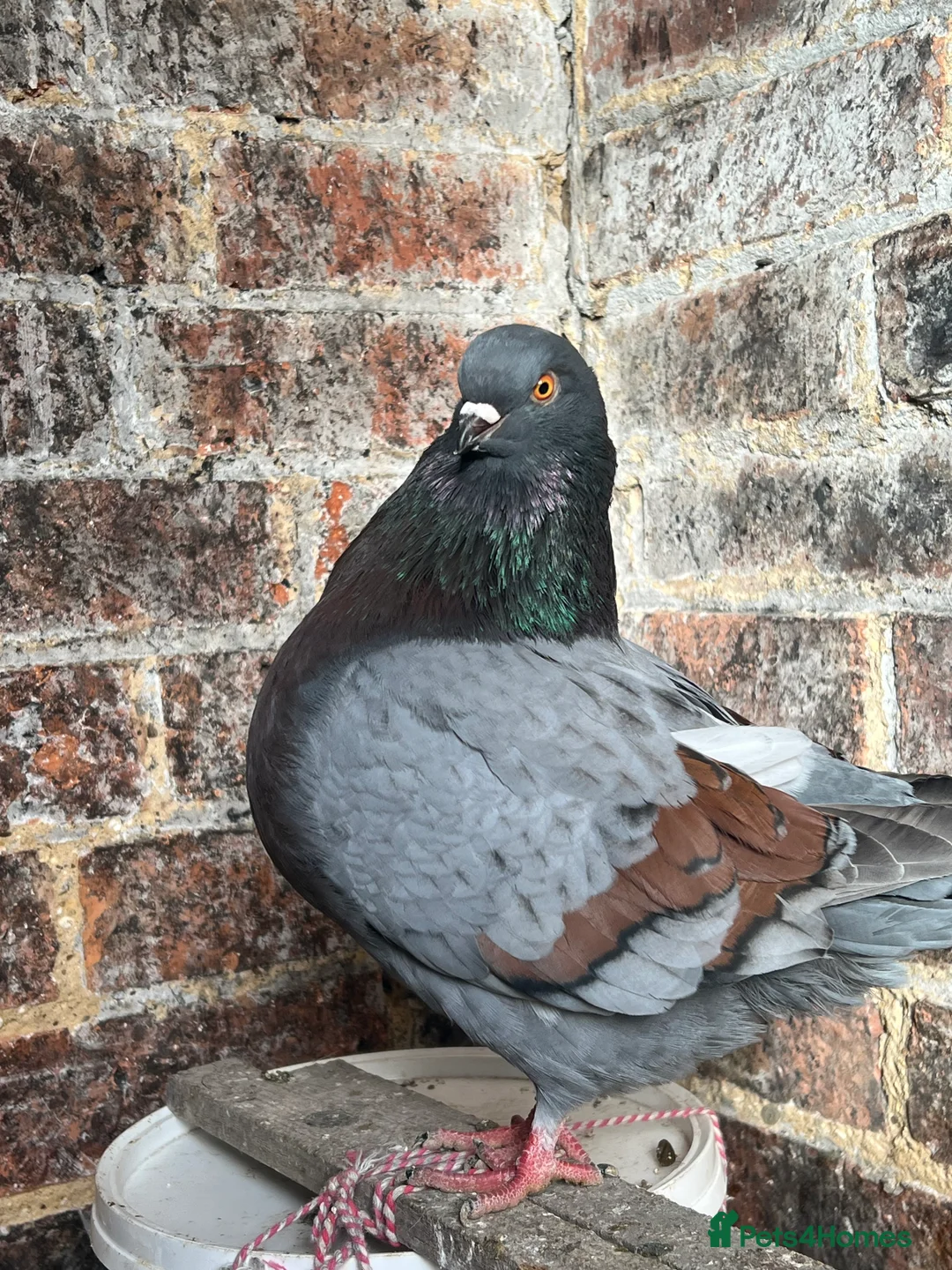 Pigeons birds for sale: Iranian and pigeon  - Advert 1