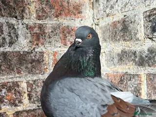 Pigeons birds Iranian and pigeon - Advert 1