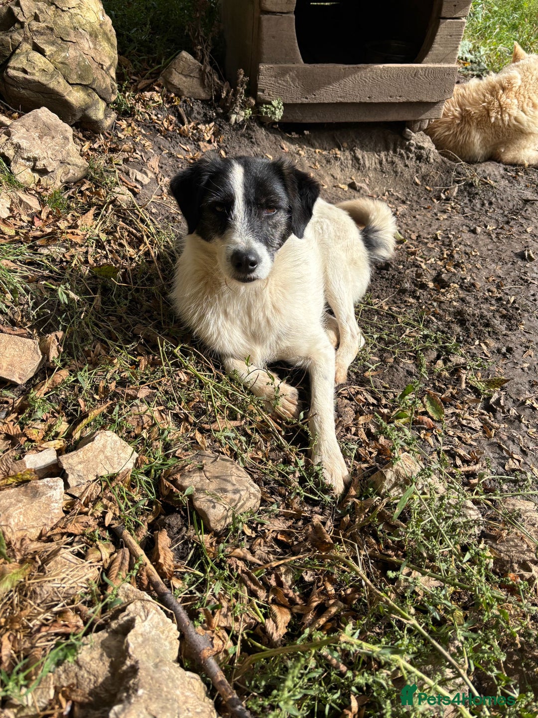 Mixed Breed dogs for adoption: Poppy ❤️ - Advert 6