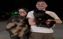 German Shepherd dogs for sale: Intelligent German Shepherd Puppies for Sale - Image 2