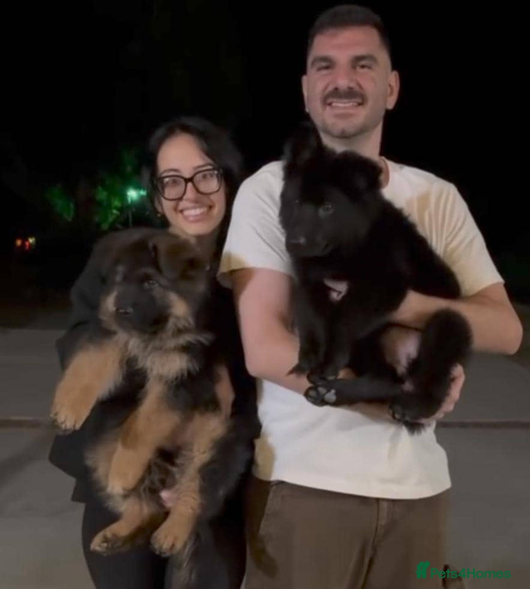 German Shepherd dogs for sale: Intelligent German Shepherd Puppies for Sale - Image 2