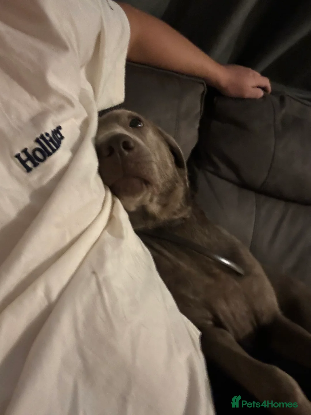 Labrador Retriever dogs for sale: Beautiful silver Labradors with piercing blue eyes - Advert 10