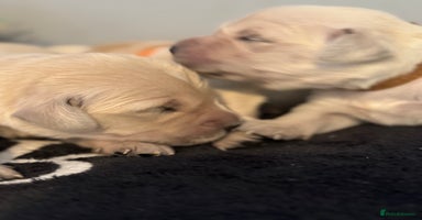 Golden Retriever dogs - Advert 6