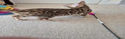 Bengal cats for sale: Stunning Pedigree Bengal Kittens - Advert 19
