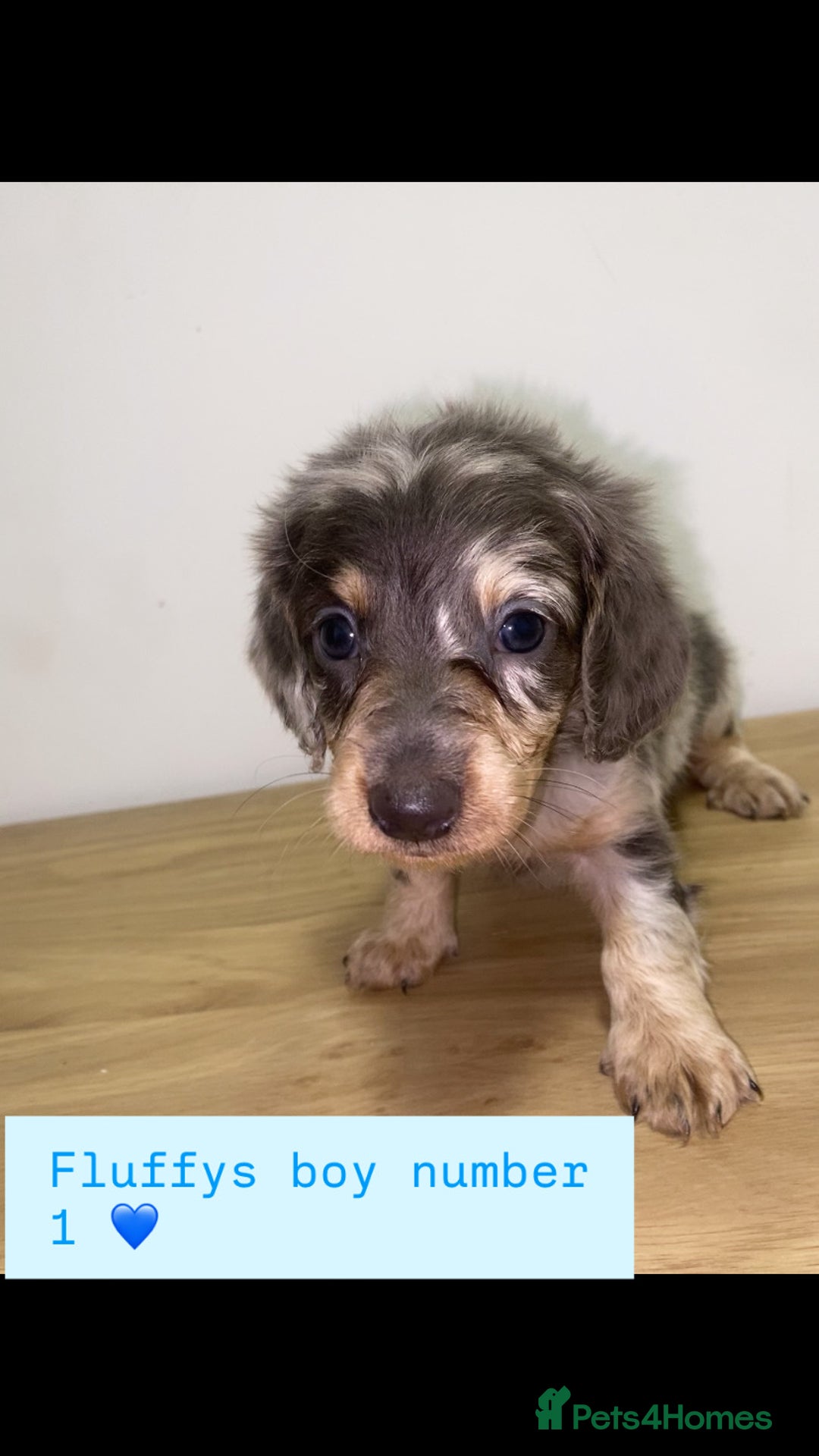 Miniature Dachshund dogs for sale: Miniature dachshund puppies🥰 - Advert 1
