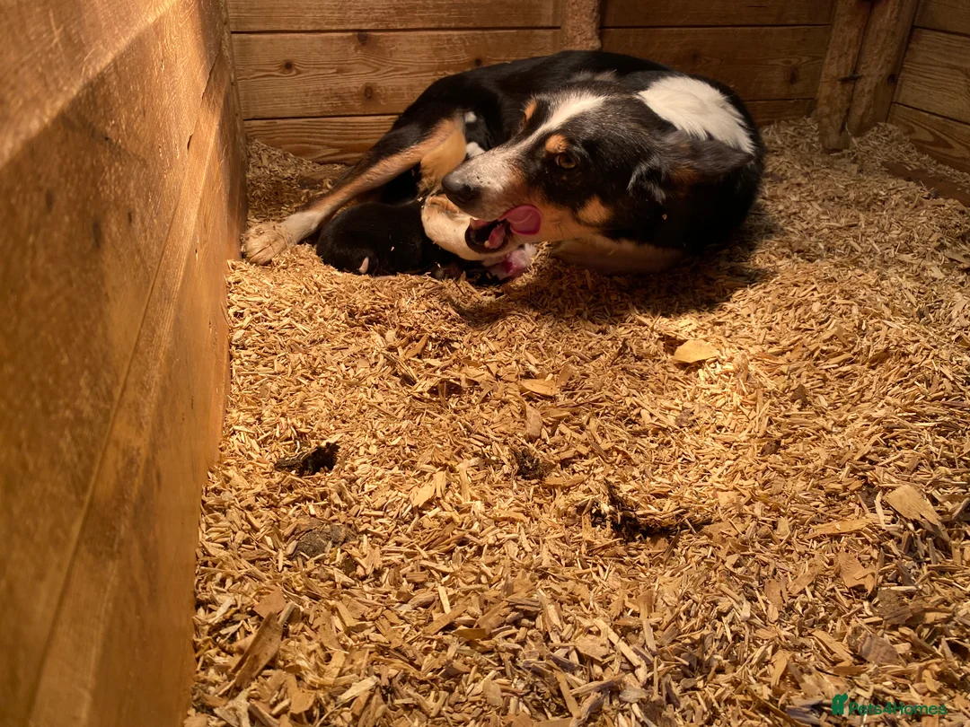 Border Collie dogs for sale: Border collie puppies - Advert 2