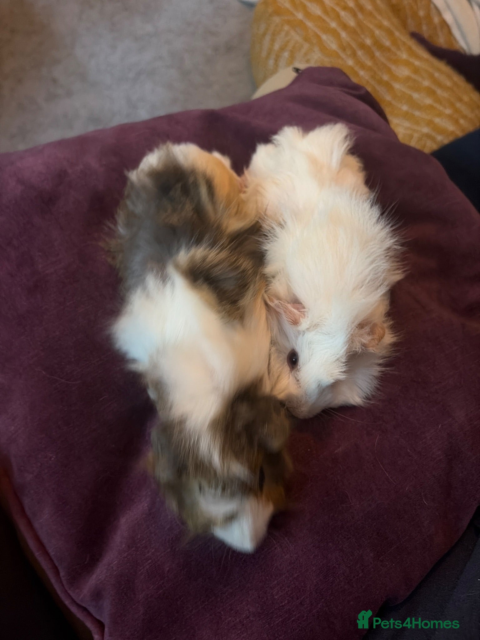 Guinea Pig rodents Baby guineapigs - Advert 1
