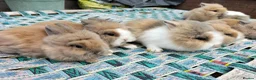 Lionhead rabbits for sale: Beautiful Mixed-Coloured Rabbits Ready Now! in Smethwick - Advert 1