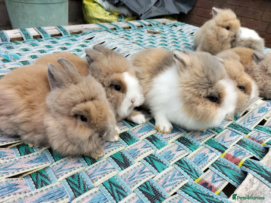 Lionhead rabbits for sale: Beautiful Mixed-Coloured Rabbits Ready Now! in Smethwick - Advert 1