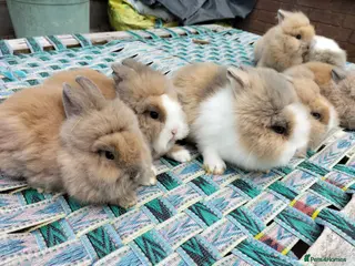 Lionhead rabbits Beautiful Pure Lionhead Rabbits Ready Now - Advert 2