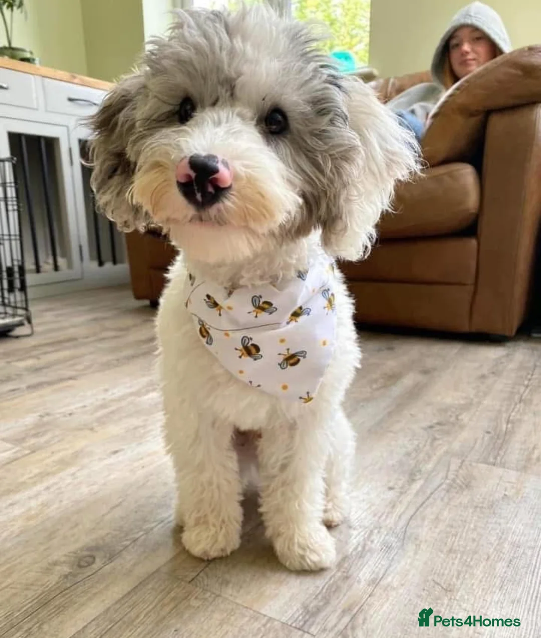 Miniature Poodle dogs for stud: Chocolate Phantom Merle Mini Poodle Stud in Ringwood - Advert 8