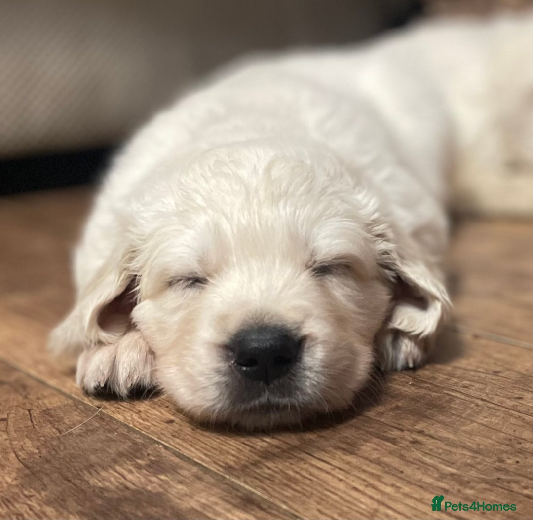 Golden Retriever dogs for sale: KC Reg Cream Boys from health tested parents.  - Advert 2