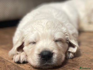 Golden Retriever dogs KC Reg Cream Boys from health tested parents. - Advert 2