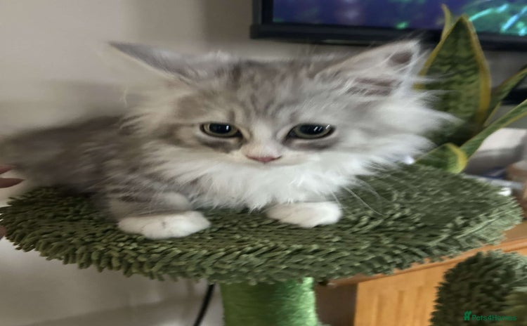 Persian cats - Advert 1