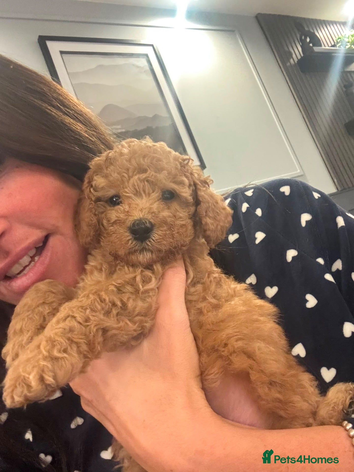 Cockapoo dogs for sale: STUNNING RED COCKAPOO PUPPIES - Advert 2