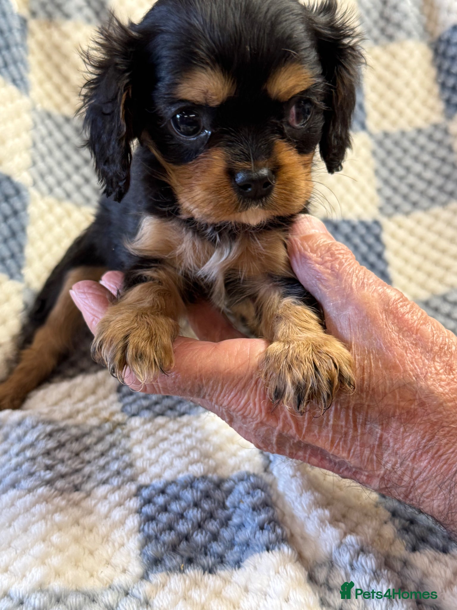 Cavalier King Charles Spaniel dogs Cavalier King Charles puppies  - Advert 1