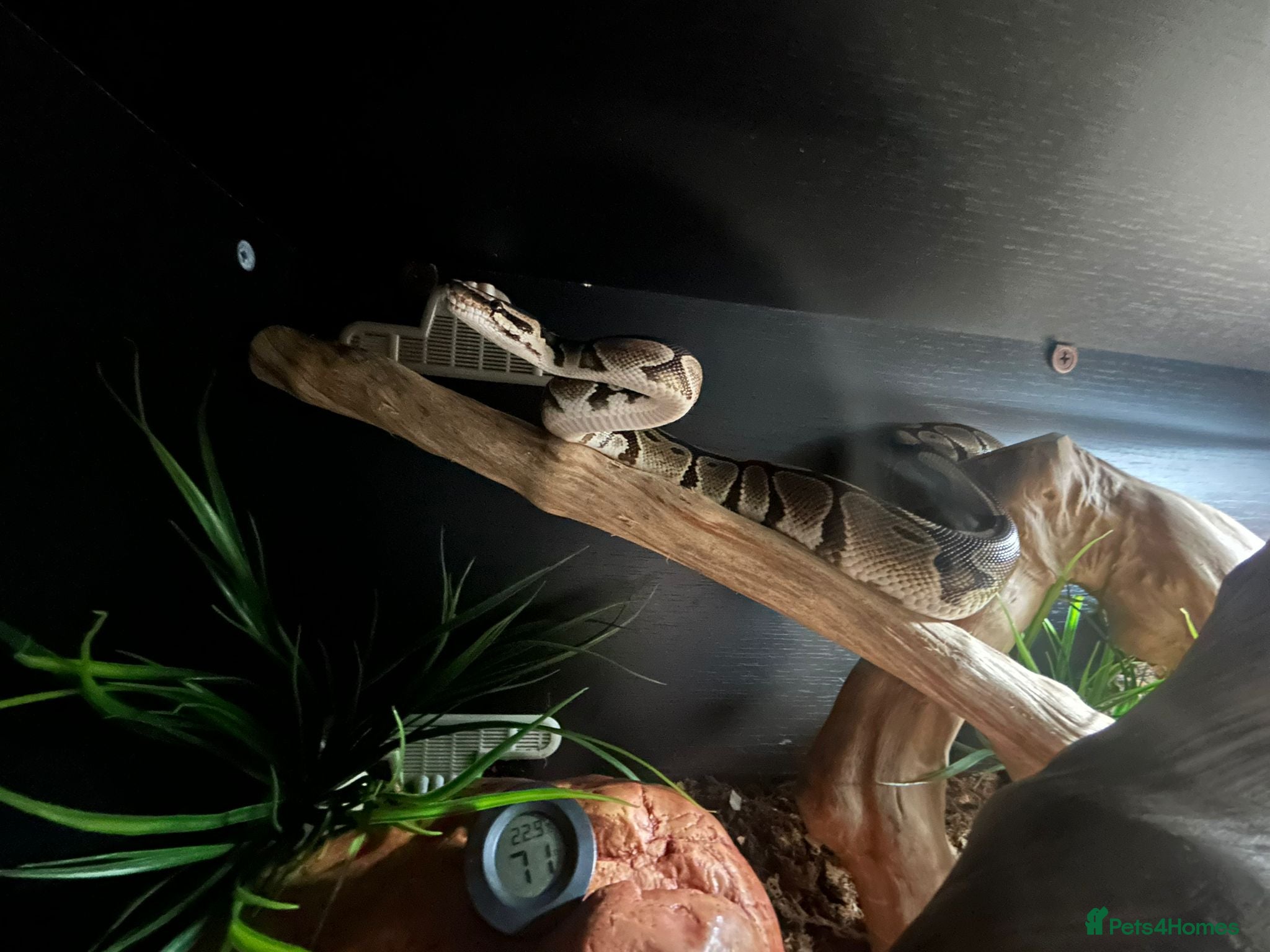 Python Snake reptiles 5 year old female ball python with full set up  - Advert 1