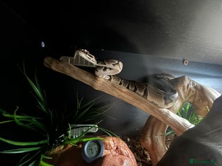Python Snake reptiles 5 year old female ball python with full set up - Advert 1