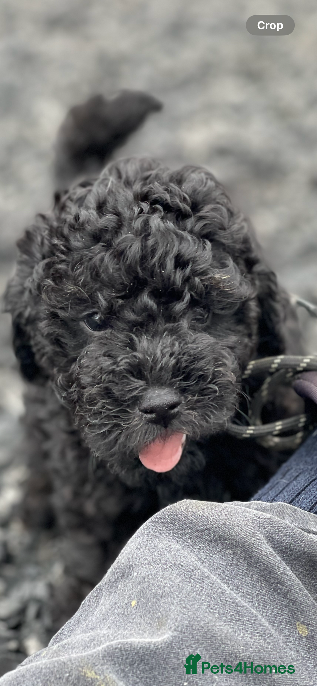 Jackapoo dogs for sale: Jackapoo  - Image 9