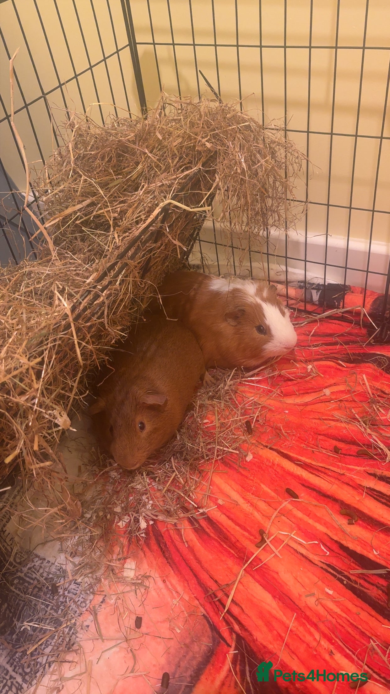 Guinea Pig rodents Two male guinea pigs - Advert 17