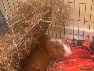 Guinea Pig rodents Two male guinea pigs - Advert 1