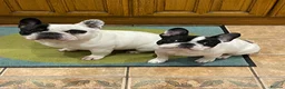 French Bulldog dogs for sale: KC reg. Crufts & International Champion breeding  in Baldock - Advert 9
