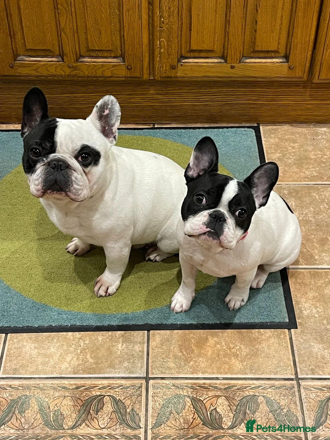 French Bulldog dogs for sale: KC reg. Crufts & International Champion breeding  in Baldock - Advert 9