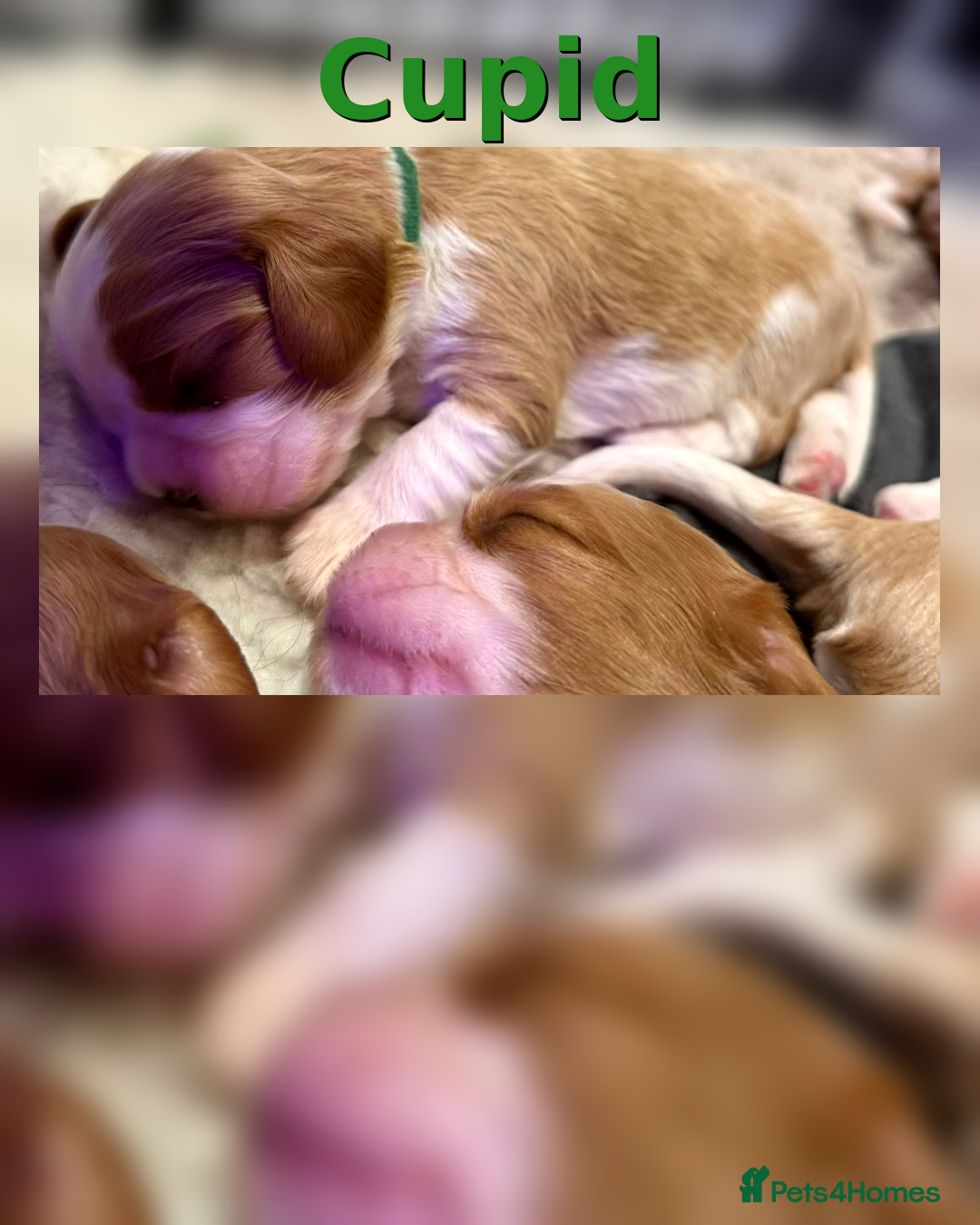 Cavalier King Charles Spaniel dogs for sale: King Charles Cavalier Puppies 5⭐️Breeder Blenheim - Advert 14